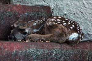New born deer 2-26.jpg